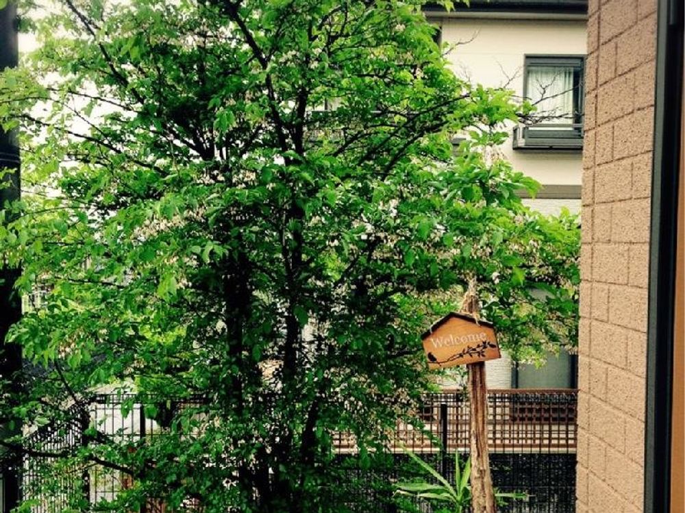 エゴノキ　庭木