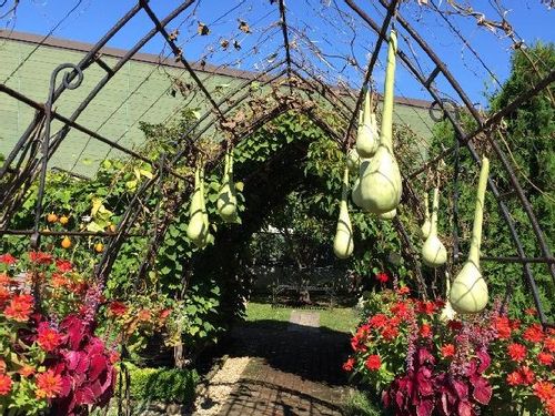 ヒョウタン 瓢箪 の育て方 種まきの時期や植え方は Greensnap グリーンスナップ