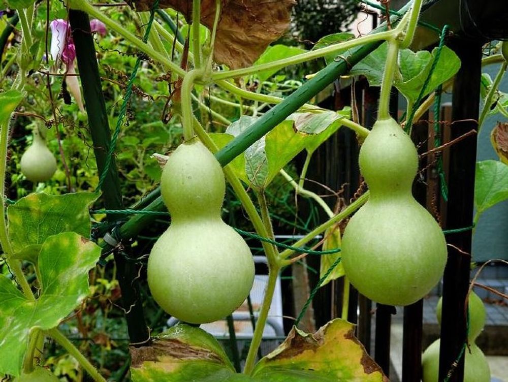 ヒョウタン(瓢箪)　緑色の実