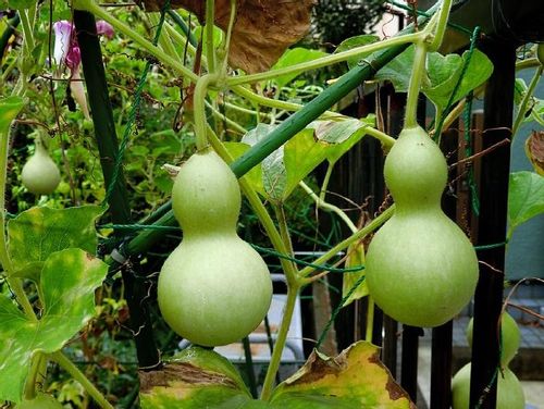 ヒョウタン 瓢箪 の育て方 種まきの時期や植え方は Greensnap グリーンスナップ