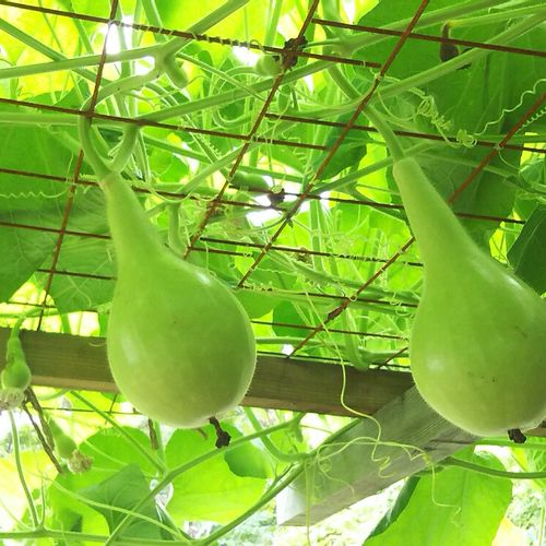 ヒョウタン 瓢箪 の育て方 種まきの時期や植え方は Greensnap グリーンスナップ