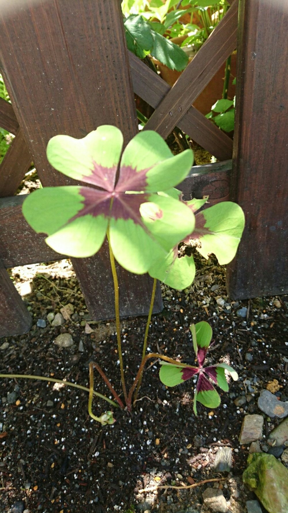 Photo by コルディアさん