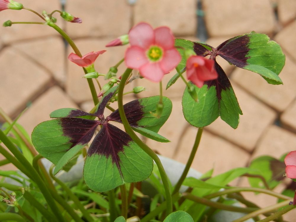 Photo by たまちゃんさん