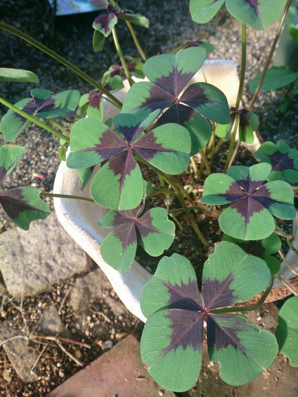 Photo by こなもん(*´ω`*)さん