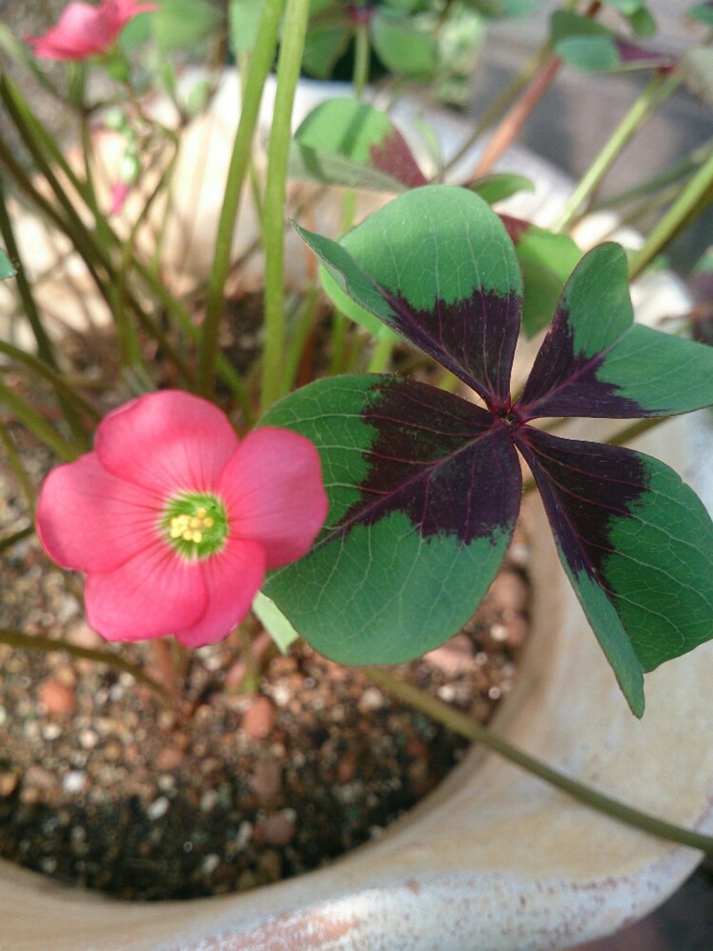 Photo by こなもん(*´ω`*)さん