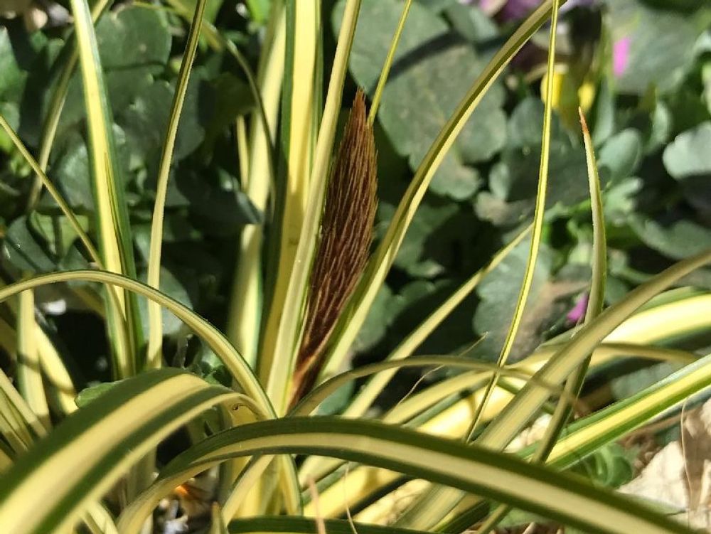 ベアグラス(ベアーグラス)　葉