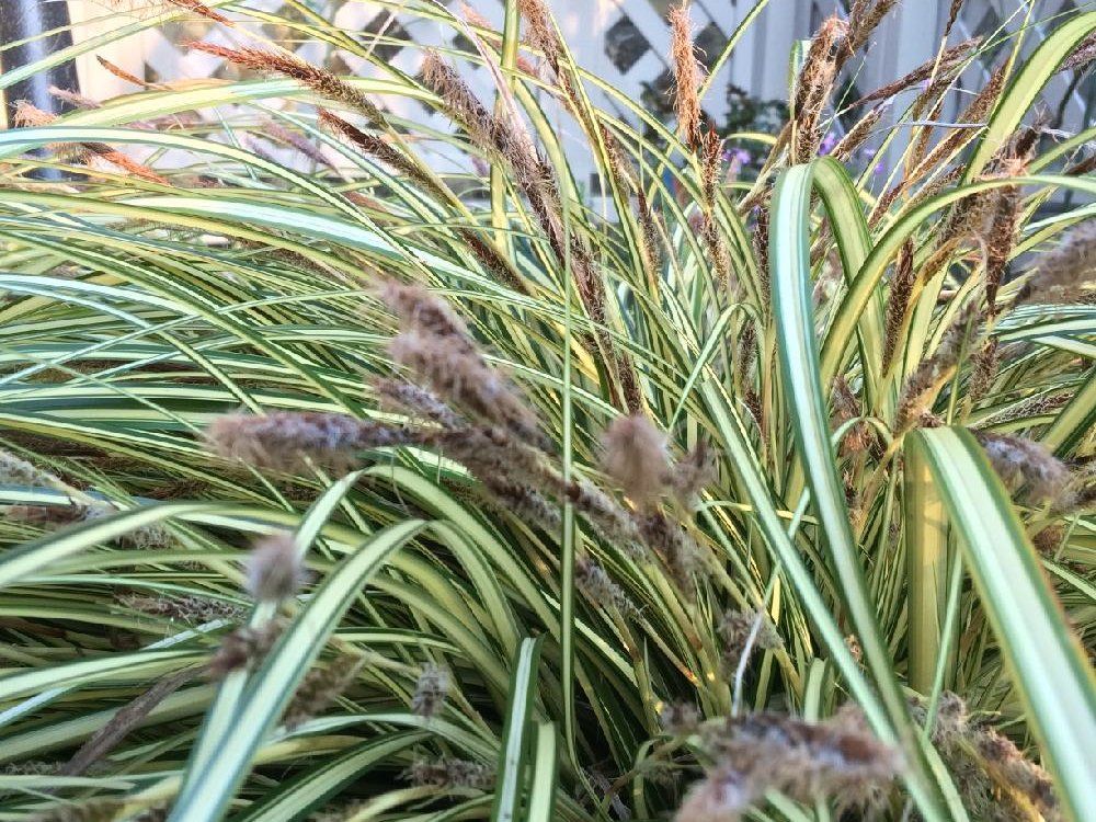 ベアグラス(ベアーグラス)　葉