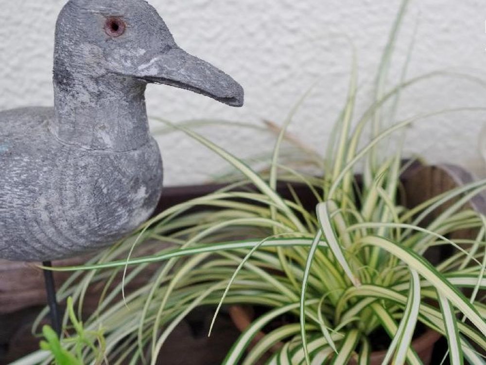 ベアグラス(ベアーグラス)　鉢植え　葉