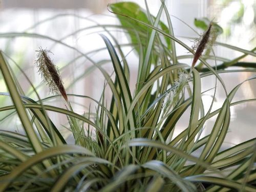 ベアグラス ベアーグラス の育て方 日当たりと水やりの仕方は Greensnap グリーンスナップ