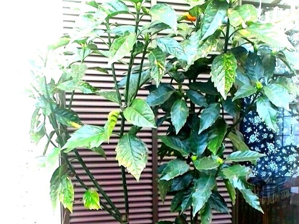 アオキ　庭に茂る