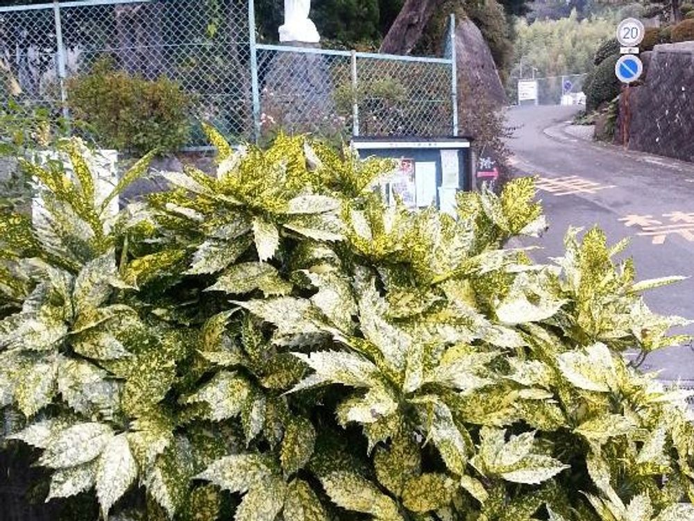 アオキ　街頭に茂る