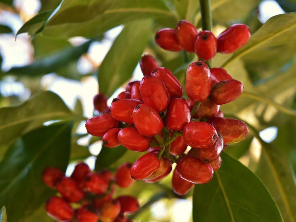 アオキ　赤い実