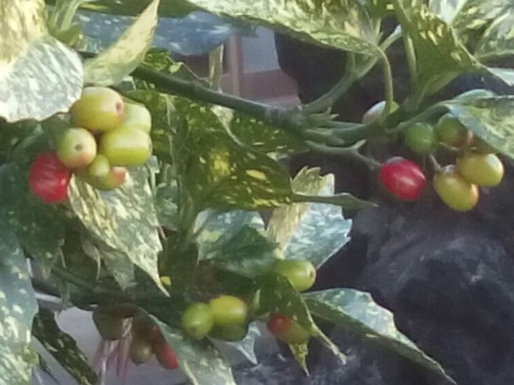 アオキ　実　葉