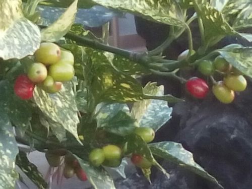 アオキの育て方 どんな植物 剪定方法は 実がなる時期は Greensnap グリーンスナップ アオキの育て方 どんな植物 剪定方法は 実がなる時期は Greensnap グリーンスナップ