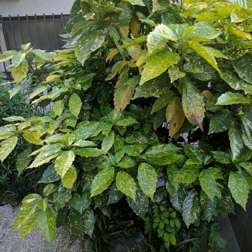 アオキの育て方｜どんな植物？剪定方法は？実がなる時期は 