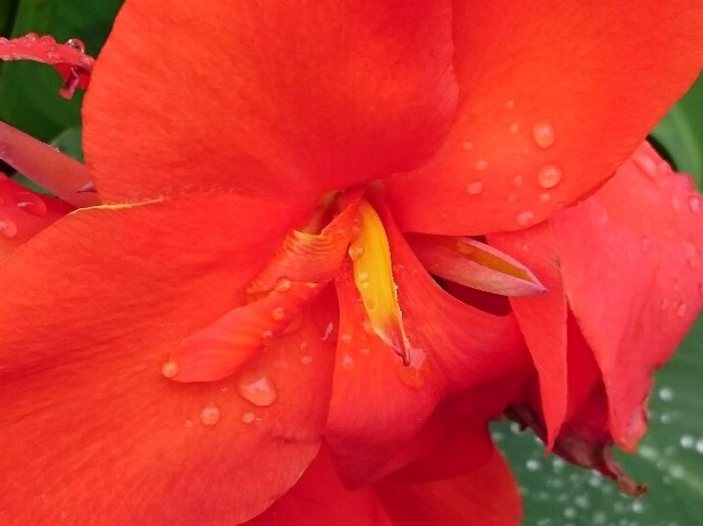 カンナ　赤い花