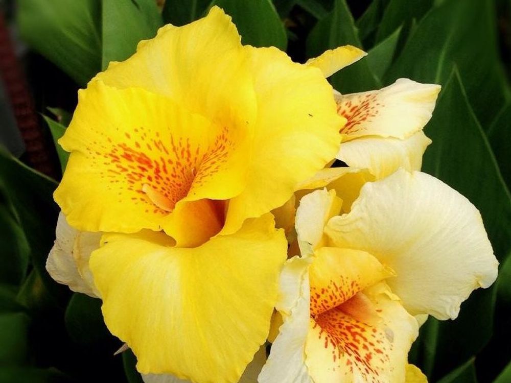 カンナ　黄色い花