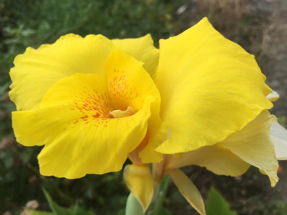 カンナ　黄色い花