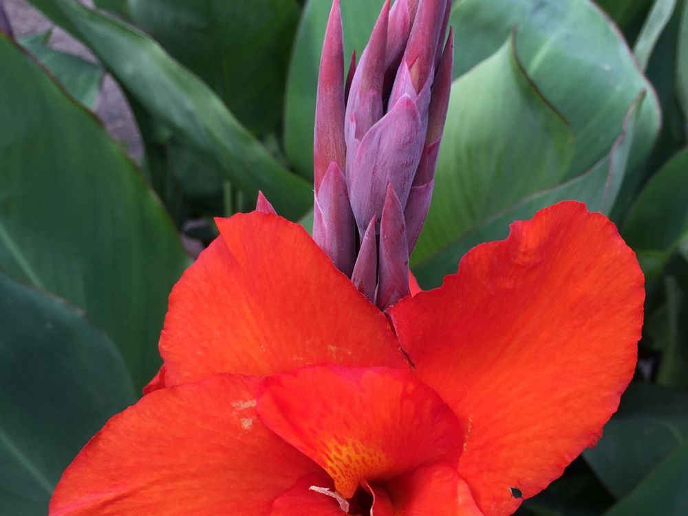 カンナ　赤い花