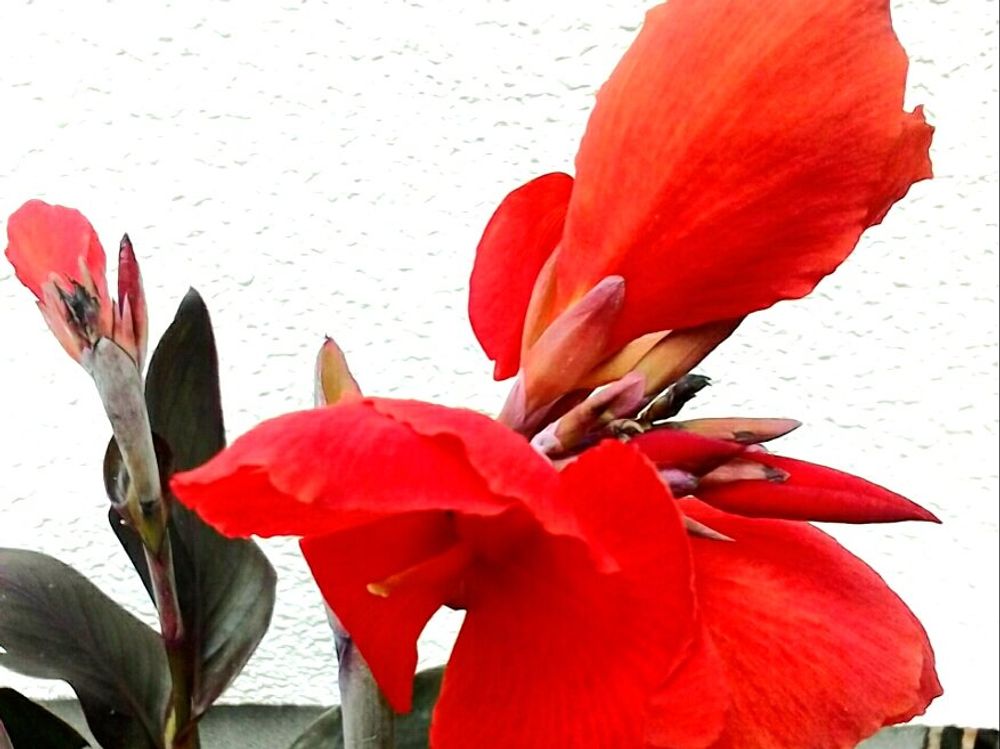 カンナ　赤い花