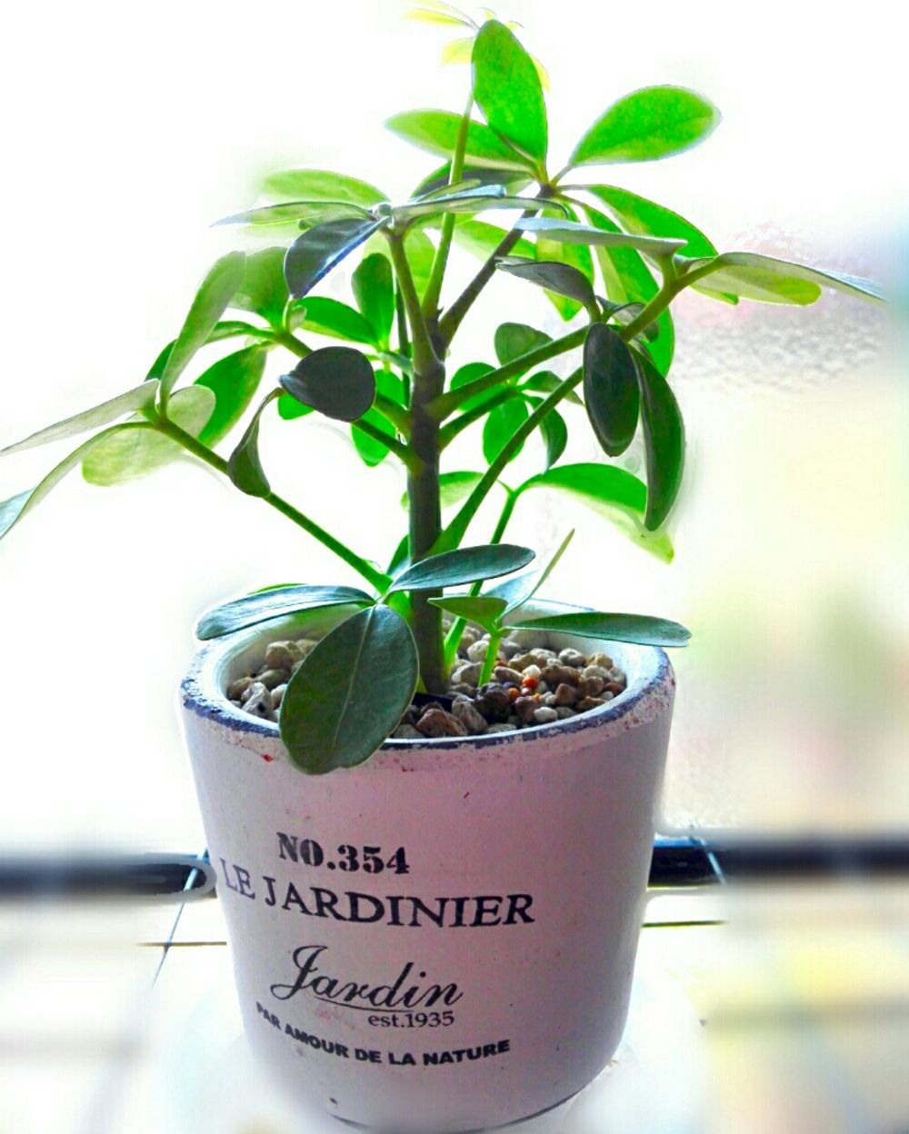 Photo by こまいぬさん