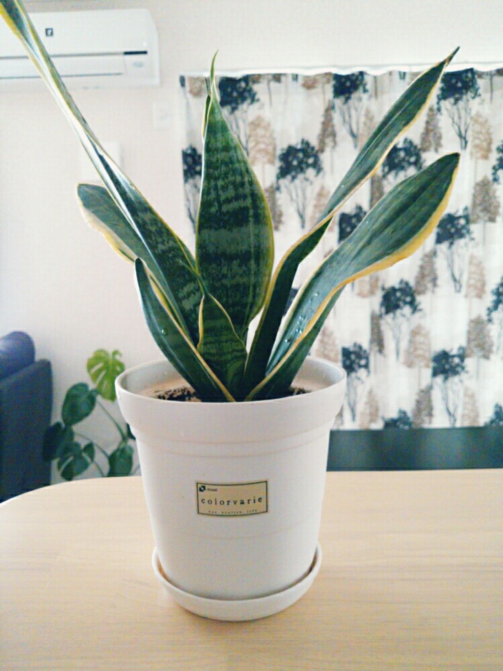 Photo by うららさん