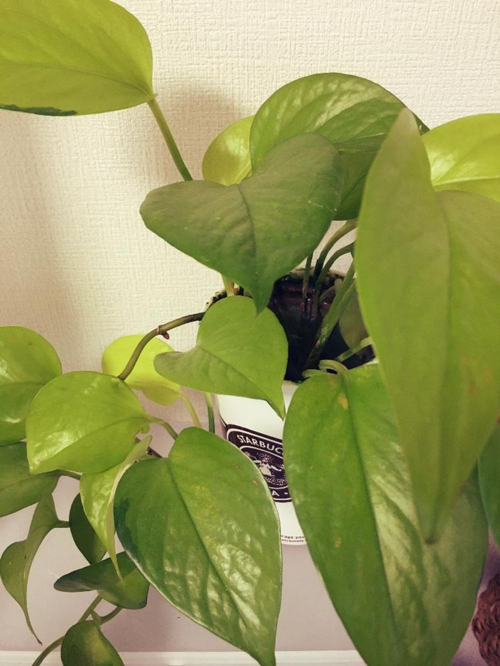 Photo by makisawaさん