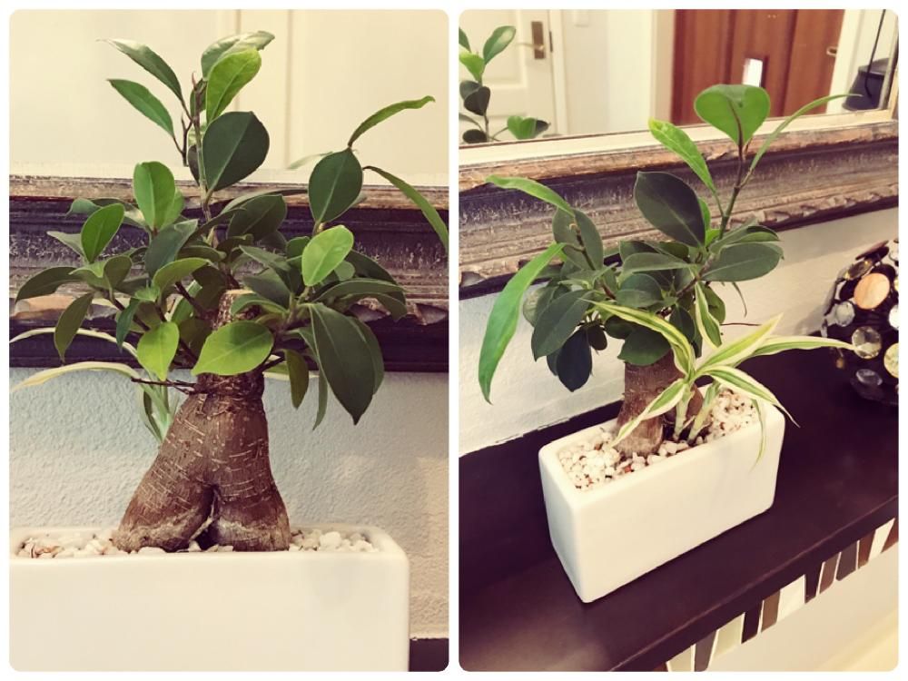 Photo by さくらさん