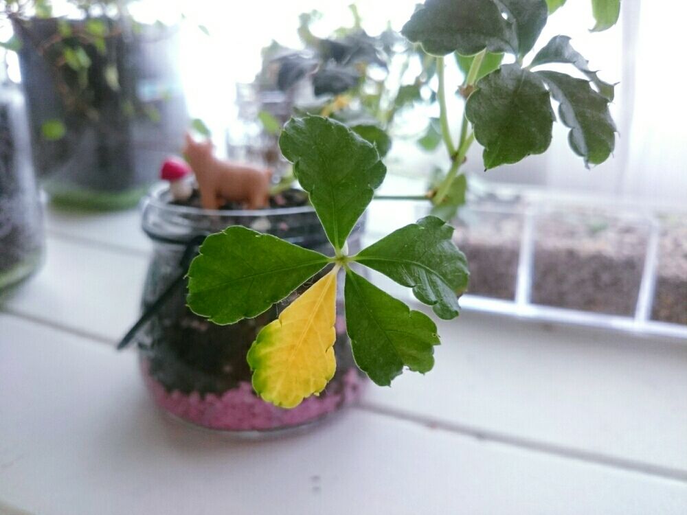 Photo by ぽぽんさん