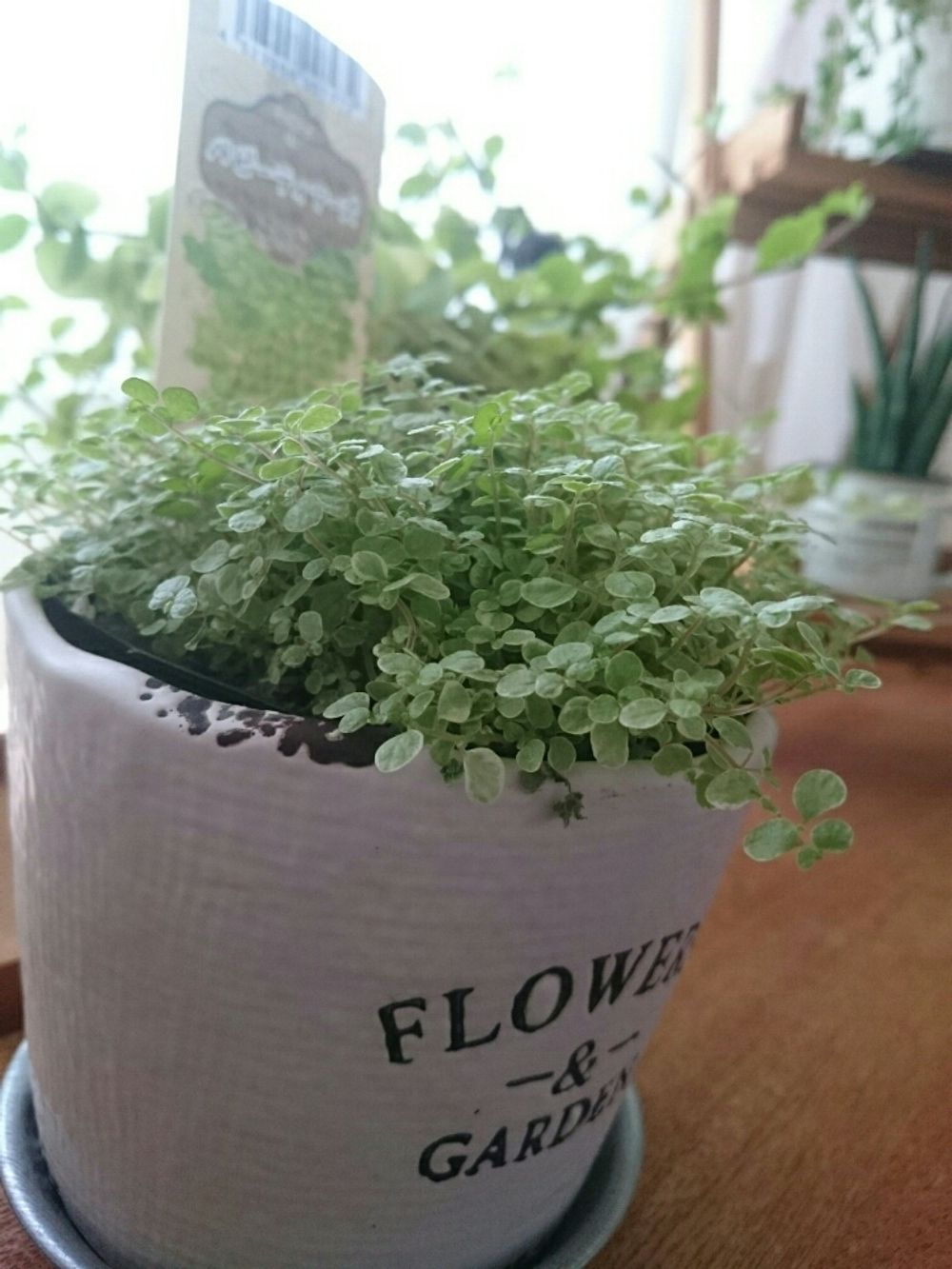 Photo by こはさん