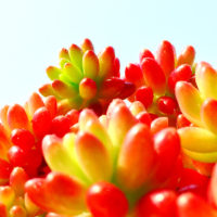 アロエ ベラの育て方 屋外や室内での栽培方法 植え替え時期は Greensnap グリーンスナップ アロエ ベラの育て方 屋外や室内での栽培方法 植え替え時期は Greensnap グリーンスナップ