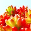 多肉植物とは｜人気の種類・品種はどれ？それぞれの育て方は？の画像