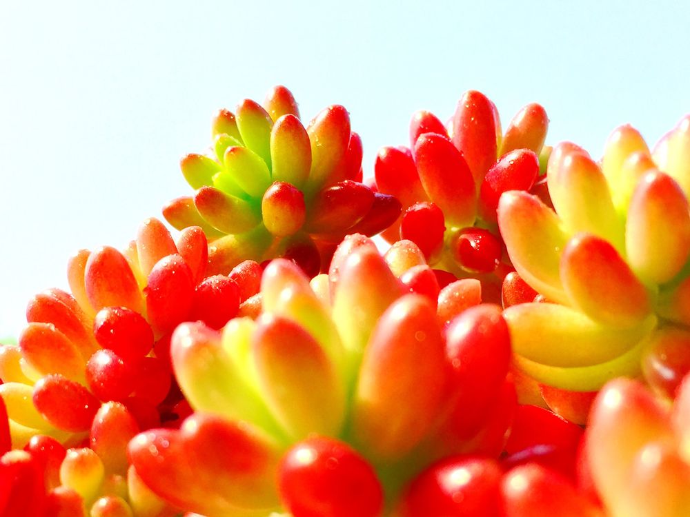 セダム　オーロラ　紅葉