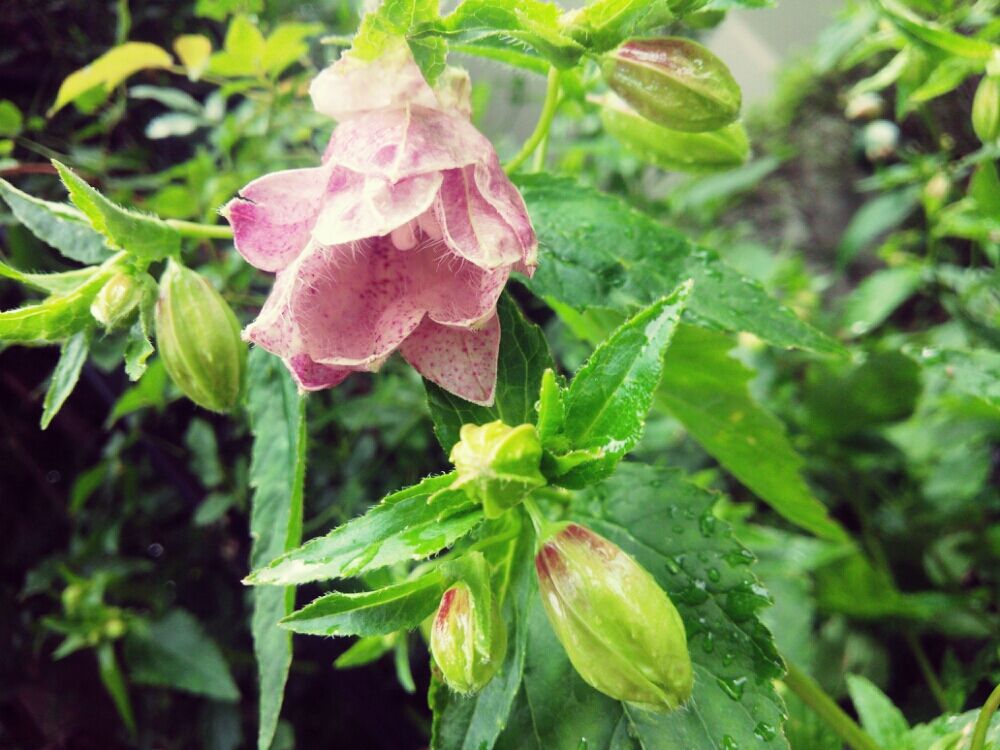 ホタルブクロ　薄紫色の花