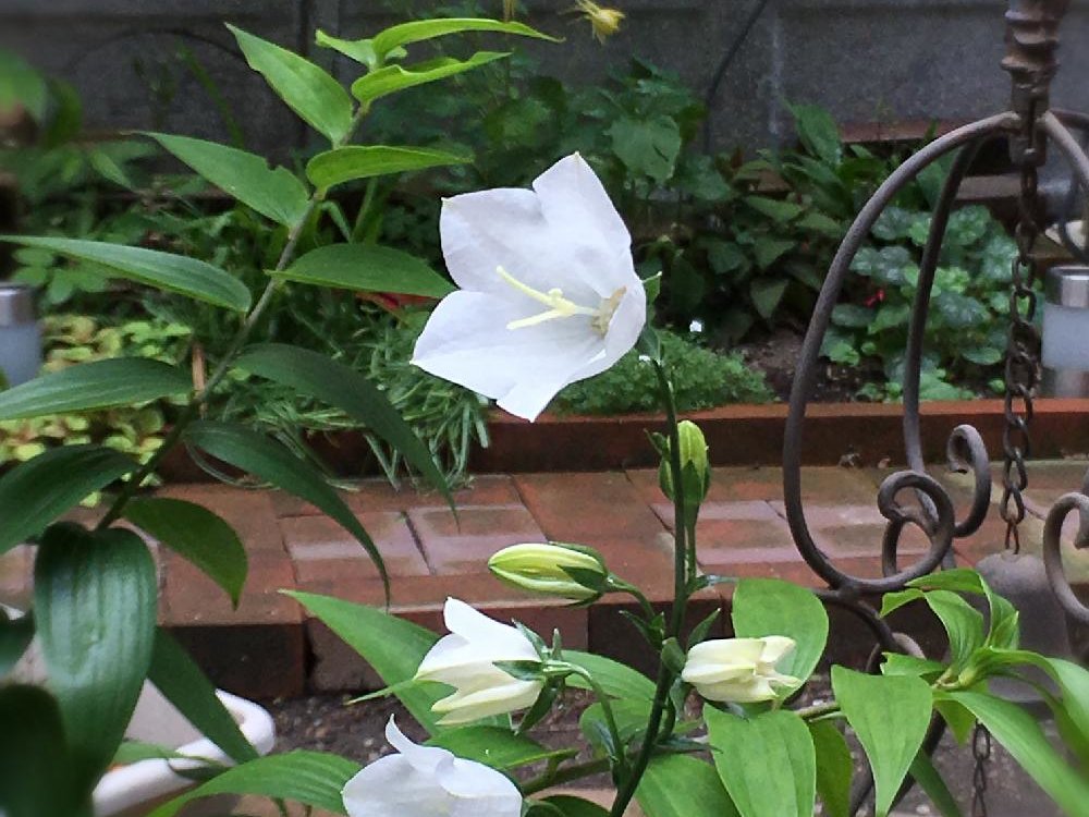カンパニュラ(フウリンソウ)　白い花