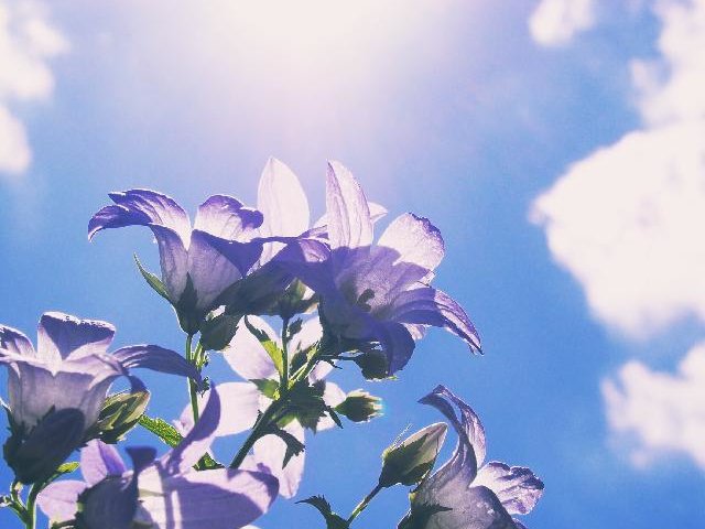 カンパニュラ(フウリンソウ)　紫色の花　太陽