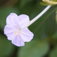 オシロイバナの育て方｜種まきの時期や植え付け方法は？の画像