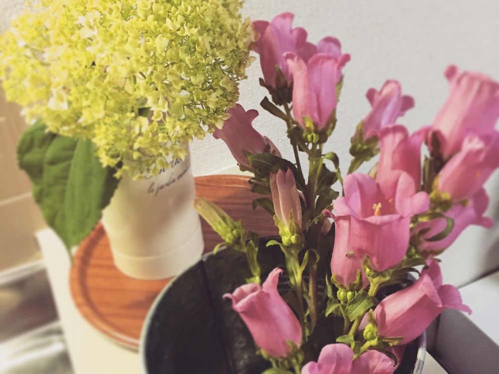 カンパニュラ(フウリンソウ)　ピンク色の花