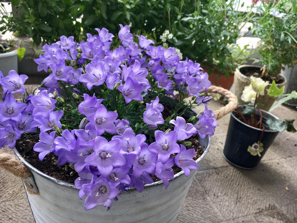 カンパニュラ(フウリンソウ)　紫色の花