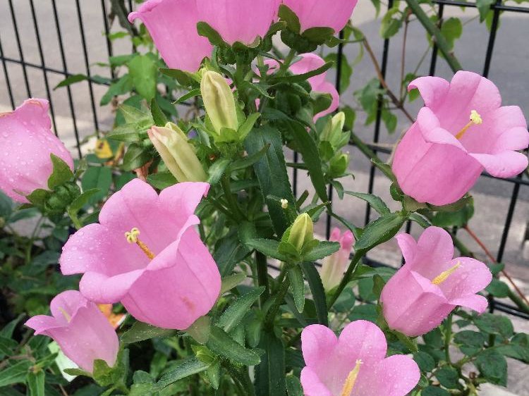 カンパニュラ(フウリンソウ)　ピンク色の花