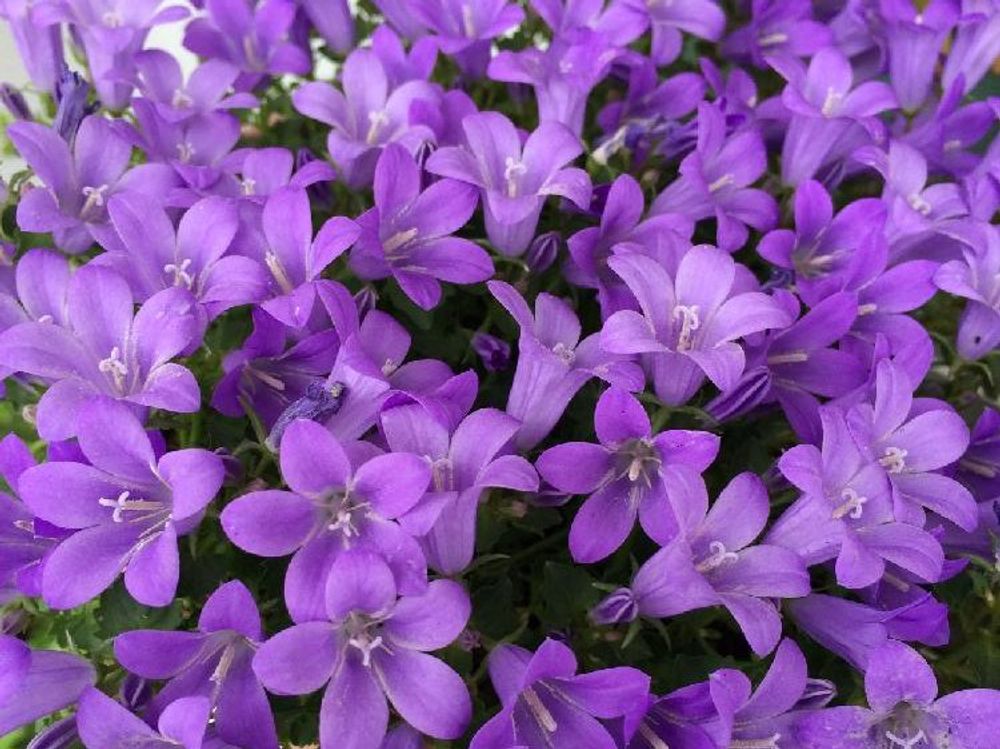 オトメギキョウ(ベルフラワー)　紫色の花