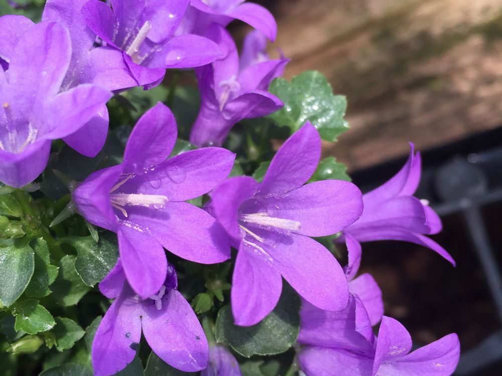オトメギキョウ(ベルフラワー)　紫色の花