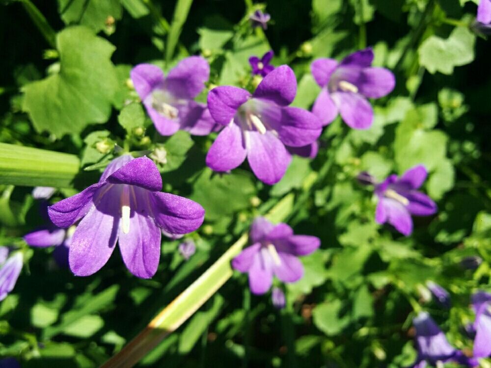 オトメギキョウ(ベルフラワー)　紫色の花