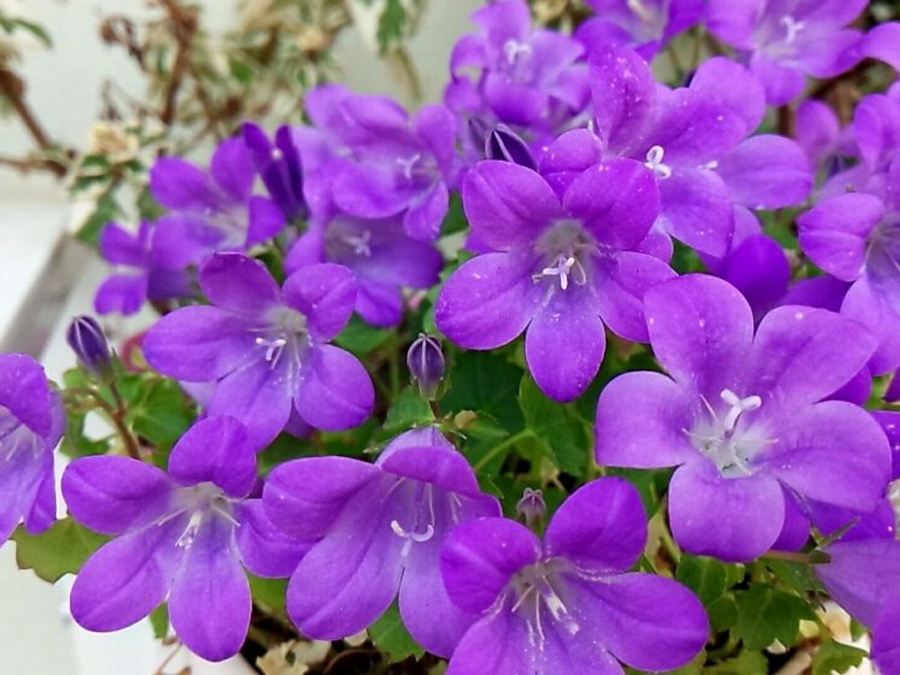 オトメギキョウ(ベルフラワー)　紫色の花