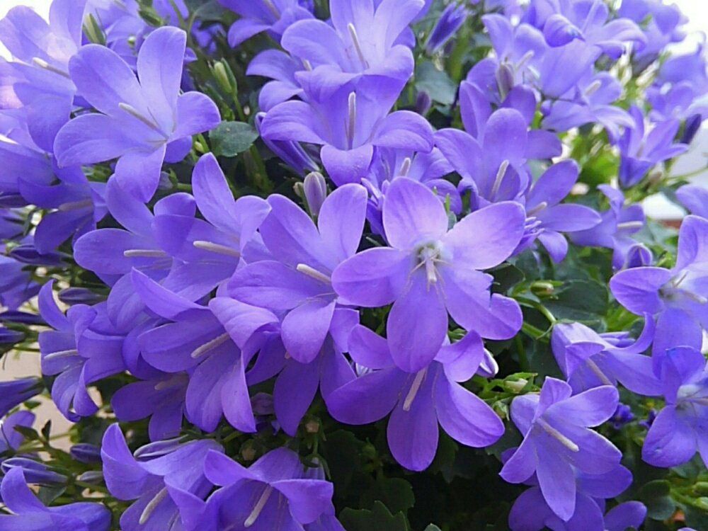 オトメギキョウ(ベルフラワー)　紫色の花