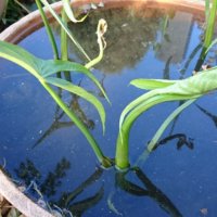 クワイ(慈姑)の育て方｜植え付け方法は？水耕栽培もできる？の画像