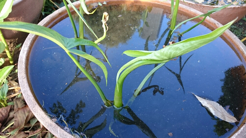 クワイ 慈姑 の育て方 植え付け方法は 水耕栽培もできる Greensnap グリーンスナップ