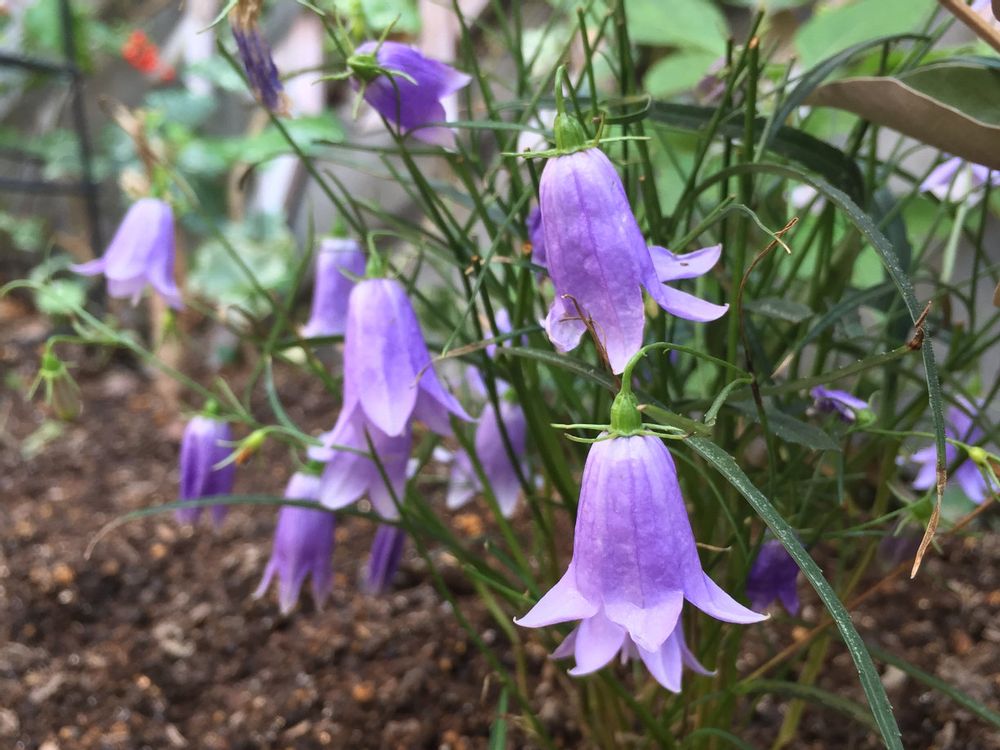 イワシャジン　紫色の花