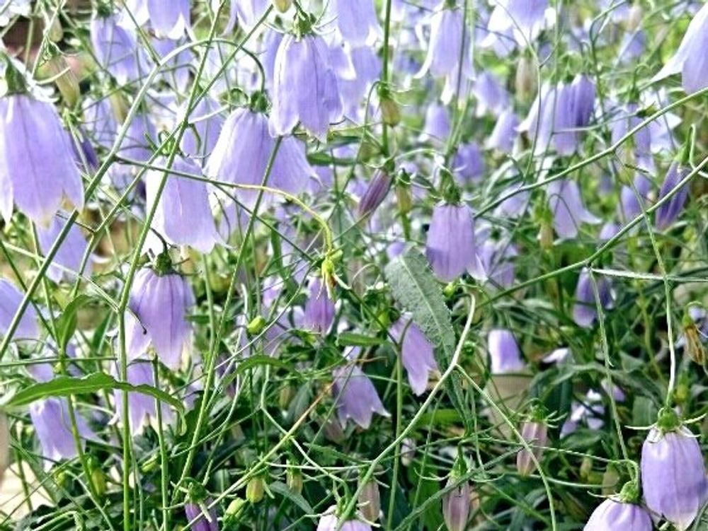 イワシャジン　たくさんの花