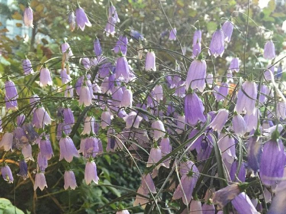 イワシャジン　日に当たる花